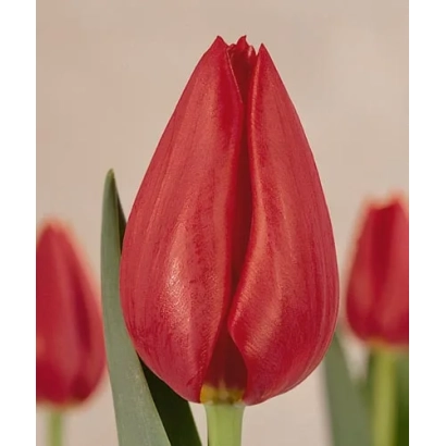 Красный тюльпан на фоне других цветов - Омэга