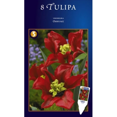 Пакет семян тюльпанов с изображением красных цветов и надписью 8 Tulipa - Омньац