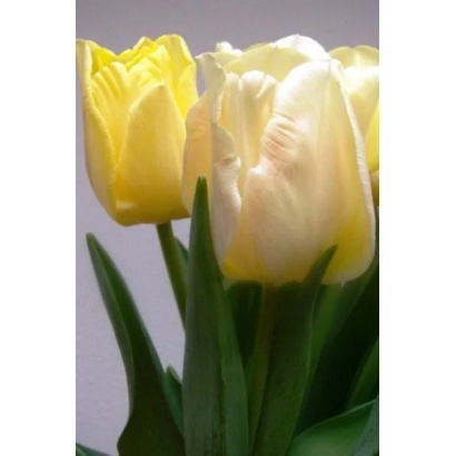 Желтые тюльпаны сорта Онно ван тер Бринк