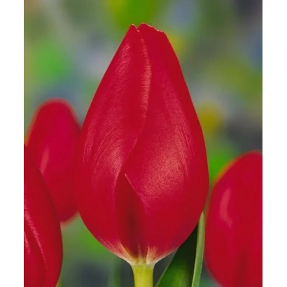 Красный тюльпан на размытом фоне - Опмээр