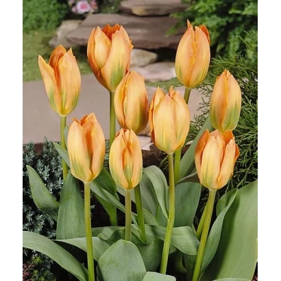 Тюльпаны оранжевого цвета с зелёными листьями на фоне сада - Орангэ Брээзэ
