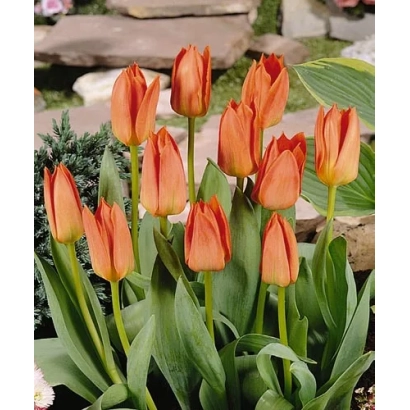 Тюльпаны сорта Орандж Брильянт на фоне камня и зелени - Орангэ Бриллиант