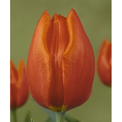 Тюльпан оранжевого цвета на зелёном фоне - Орангэ Цассини