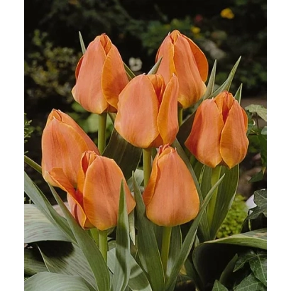 Тюльпаны оранжевого цвета на фоне зелени - Орангэ Элитэ