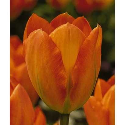 Тюльпан оранжевого цвета без видимого названия - Орангэ Эмпэрор