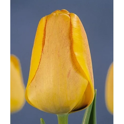 Желтый тюльпан на синем фоне - Орангэ Лион