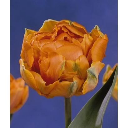 Оранжевый тюльпан сорта Принцесс на синем фоне - Орангэ Принцэсс