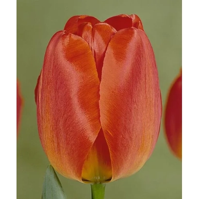 Тюльпан Орангэ Qуээн на зелёном фоне