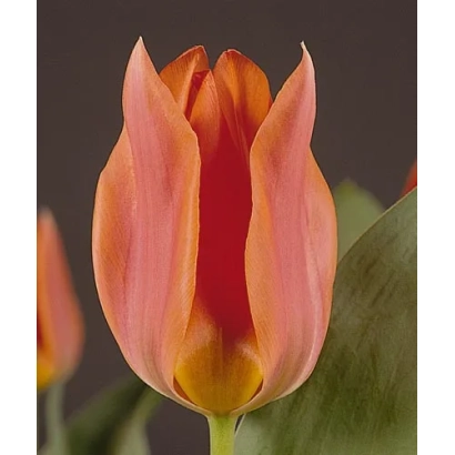 Тюльпан оранжевого цвета на темном фоне - Орангэ Торонто