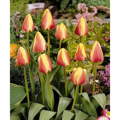 Тюльпаны сорта Ориэнтал Сплэндоур на фоне сада