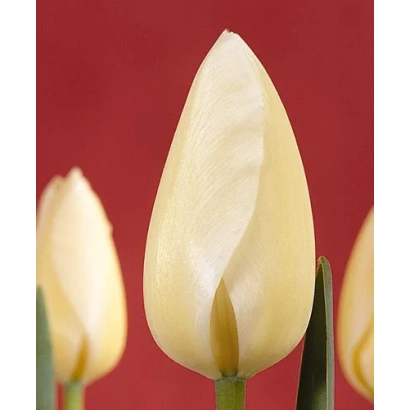 Белые тюльпаны на красном фоне - Орлэанс