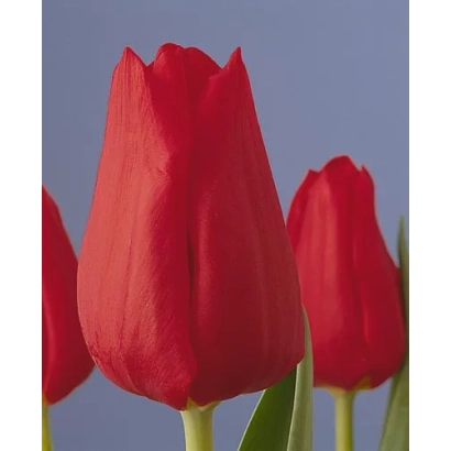 Крупный план красных тюльпанов на фоне неба - Осцар