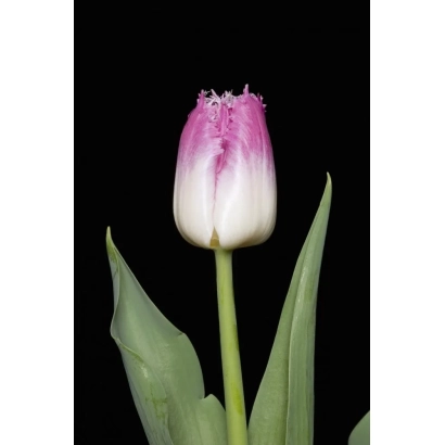 Тюльпан Овиэдо на черном фоне