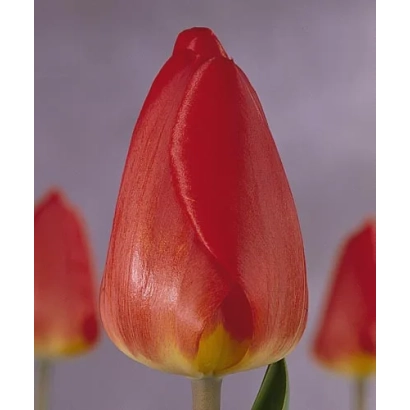 Красный тюльпан на фоне других цветов - Оxфорд
