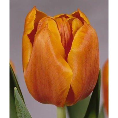 Оранжевый тюльпан на сером фоне - Пако