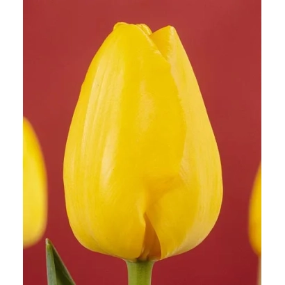 Желтый тюльпан на красном фоне - Палм Бэач
