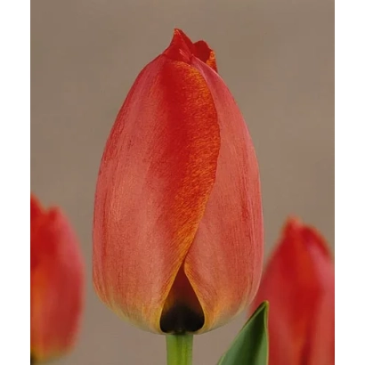 Крупный план красного тюльпана на нейтральном фоне - Парадэ Рэцорд