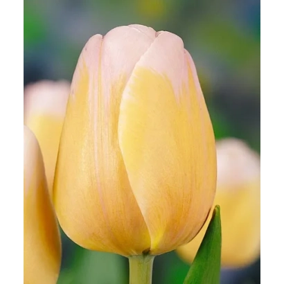 Желто-розовый тюльпан сорта Парасол на фоне зелени