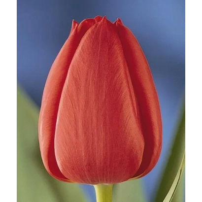 Червоний тюльпан сорту Паул Ріхтер на фоні