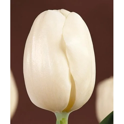 Белый тюльпан сорта Пакс на темном фоне