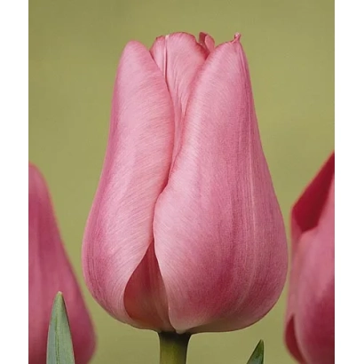 Рожевий тюльпан Peer Gynt на зеленому фоні - Пір Ґінт