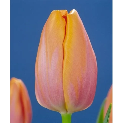 Тюльпан рожево-помаранчевого кольору на синьому фоні - Бездоганна краса