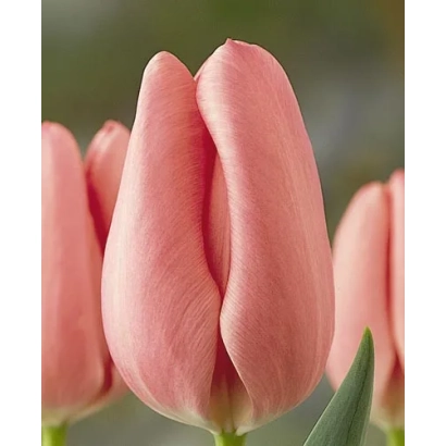 Рожеві тюльпани Peerless Pink на фоні зелені - Пеерлесс Пинк