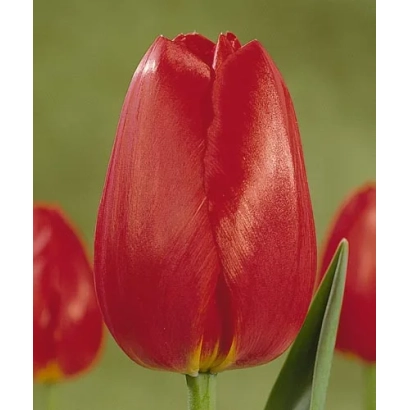 Червоний тюльпан на зеленому фоні - Пекинг
