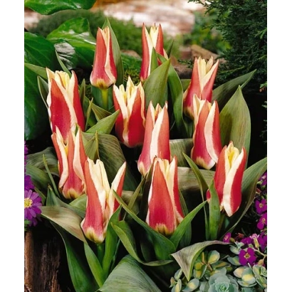 Тюльпани сорту Перфекціоніст у квітковій композиції