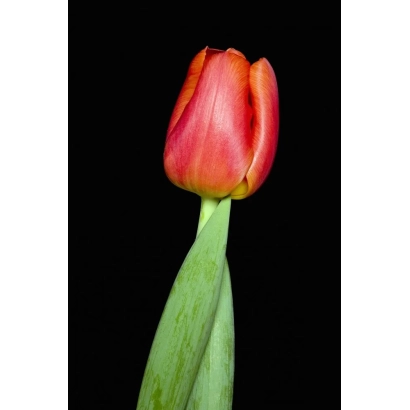 Тюльпан сорта Перпетуа на черном фоне - Пэрпэтуа