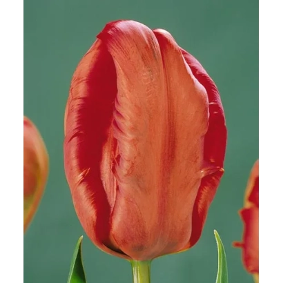 Крупный план красного тюльпана на зелёном фоне - Пhоэниx Мэморь