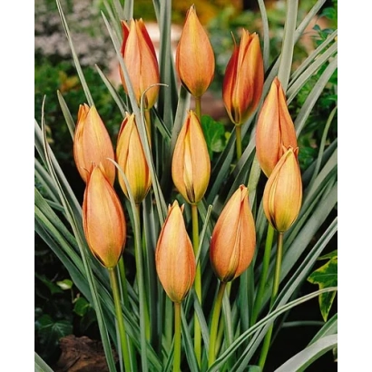 Тюльпани Піццоло на фоні зелени