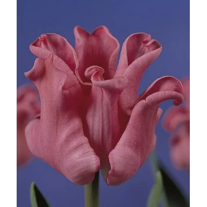 Рожевий тюльпан на синьому фоні - Пікчер