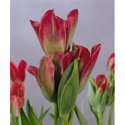 Красно-розовые тюльпаны на светлом фоне - Пимпэрнэл