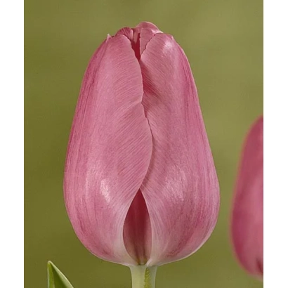 Розовый тюльпан на зелёном фоне - Пинк Цлоуд