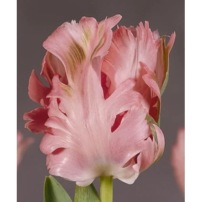 Pink tulip with ruffled petals - Pink Panther
