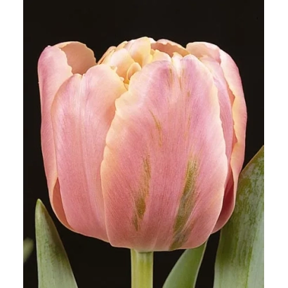 Розовый тюльпан сорта Pink Star на черном фоне - Пинк Стар