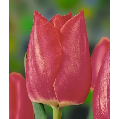 Close-up of red tulips of the Pink Trophy variety