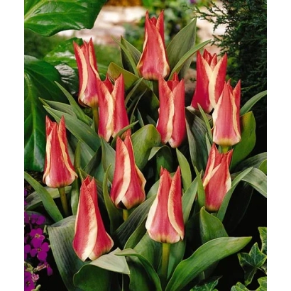 Красно-белые тюльпаны на фоне зелени - Пиноцчио