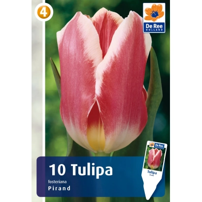 Семечки тюльпана Пиранд на упаковке