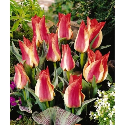 Красно-желтые тюльпаны сорта Плаисир на фоне зелени