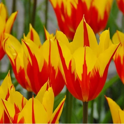 Тюльпаны сорта Пламенный с красно-желтыми лепестками