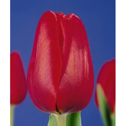 Красные тюльпаны на синем фоне - Полдэрбоь