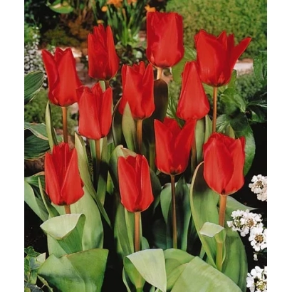 Красные тюльпаны на фоне зелени и цветов - Поло