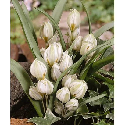 Белые тюльпаны сорта Польчрома на фоне зелени