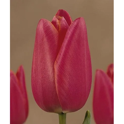 Крупный план красного тюльпана на размытом фоне - Помэрол