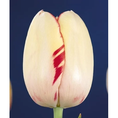 Тюльпан сорта Портофино на синем фоне