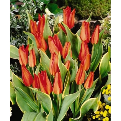 Тюльпаны сорта Праэстанс 'Блоэмэнлуст' на фоне зелени