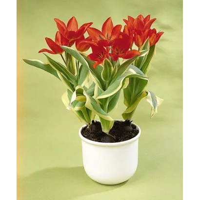 Красные тюльпаны в белом горшке на зелёном фоне - Праэстанс 'Уницум'