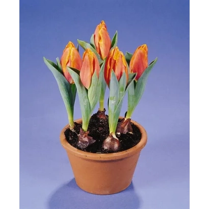 Тюльпаны оранжевого цвета в горшке на синем фоне - Праириэ Фирэ